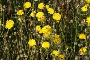 Taraxacum officinale 8856 (*)