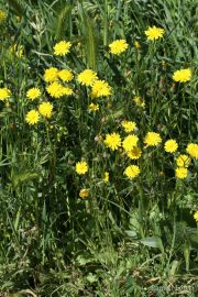 Taraxacum officinale 8859 (*)