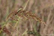 Echinochloa crus-galli 2069 (*)