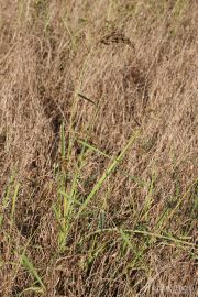 Echinochloa crus-galli 2072 (*)