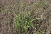 Echinochloa crus-galli 2073 (*)