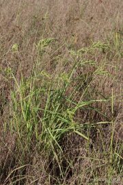 Echinochloa crus-galli 2074 (*)