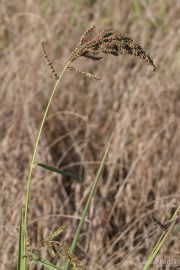 Echinochloa crus-galli 2077 (*)