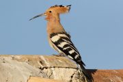 Upupa epops 2102 (**)