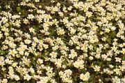 Ranunculus aquatilis 0415 (*)