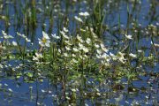 Ranunculus aquatilis 9579 (*)