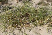 Cakile maritima 0036 (*)