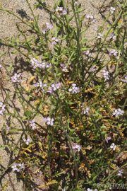Cakile maritima 0037 (*)