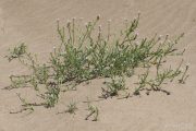 Cakile maritima 0209 (*)