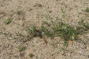 Cakile maritima 9692 (*)