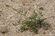 Cakile maritima 9704 (*)