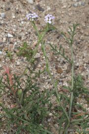 Cakile maritima 9716 (*)