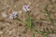 Cakile maritima 9718 (*)