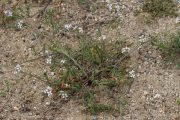 Cakile maritima 9724 (*)