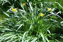 Narcissus pseudonarcissus subsp. leonensis 2119 (*)