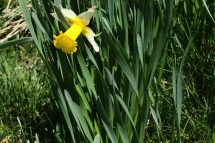 Narcissus pseudonarcissus subsp. leonensis 4137 (*)