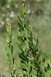 Coriaria myrtifolia 9457 (*)