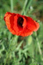 Papaver rhoeas 6626 (*)