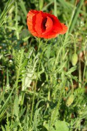 Papaver rhoeas 6628 (*)