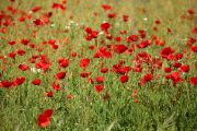 Papaver rhoeas 8006 (*)