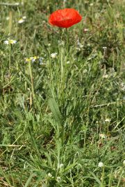 Papaver rhoeas 8944 (*)