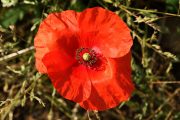 Papaver rhoeas 8957 (*)