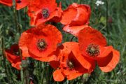 Papaver rhoeas 9534 (*)
