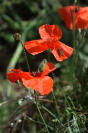 Papaver rhoeas 9948 (*)