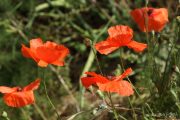 Papaver rhoeas 9955 (*)