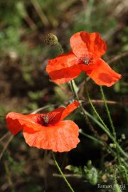Papaver rhoeas 9960 (*)