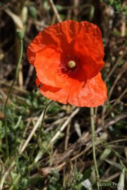 Papaver rhoeas 9967 (*)