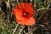 Papaver rhoeas 9968 (*)