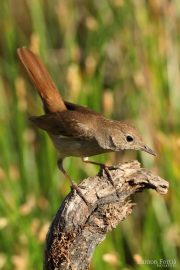 Luscinia megarhynchos 9735 (***)