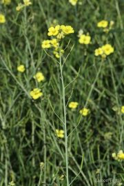 Diplotaxis tenuifolia 0948 (*)
