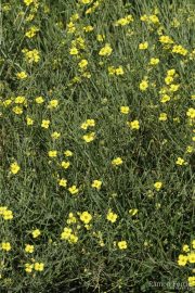 Diplotaxis tenuifolia 0949 (*)