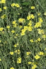 Diplotaxis tenuifolia 0950 (*)