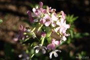 Saponaria officinalis 0522 (*)