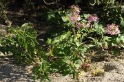 Saponaria officinalis 0546 (*)