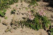 Saponaria officinalis 0547 (*)