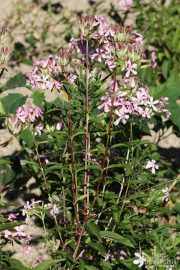 Saponaria officinalis 0549 (*)