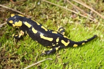 7732 Salamandra salamandra (**)