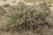 Atriplex halimus 0052 (*)