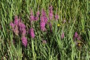 Lythrum salicaria 0904 (*)