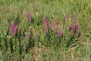 Lythrum salicaria 0907 (*)