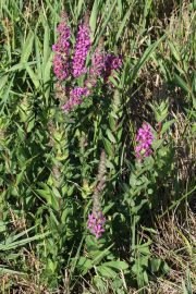 Lythrum salicaria 0908 (*)