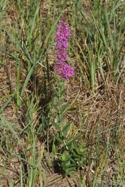 Lythrum salicaria 0911 (*)