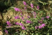 lythrum-salicaria-0921