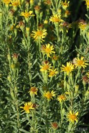Inula crithmoides 0857 (*)