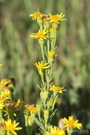 Inula crithmoides 0858 (*)