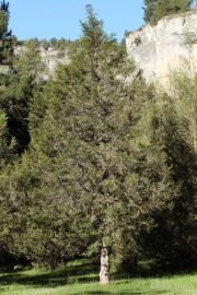 Juniperus thurifera 1936 (*)